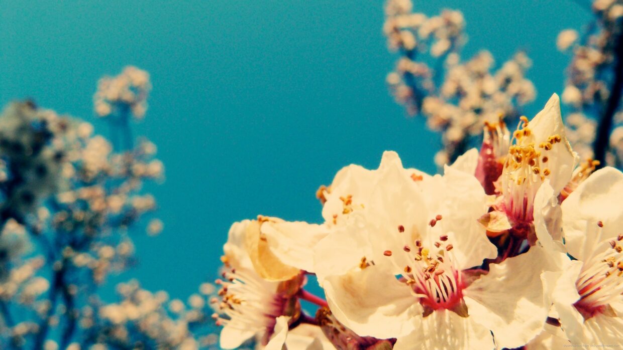 Vintage Flower Backgrounds HD - PixelsTalk