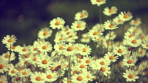 Vintage Flowers HD Backgrounds.