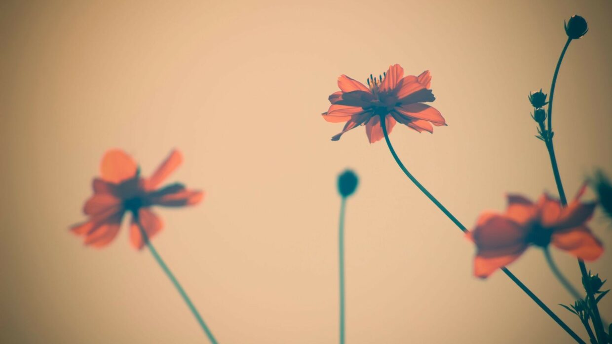 Vintage Flower Backgrounds HD - PixelsTalk