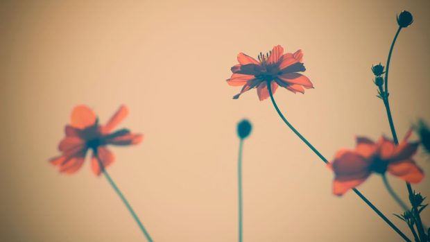 Vintage Flowers HD Pictures.