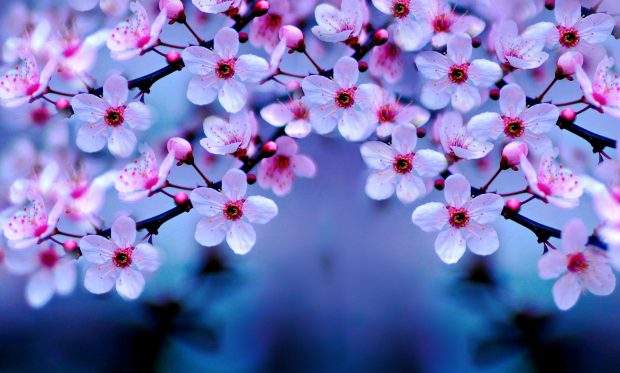 Wallpapers Flowers Cherry Blossom.
