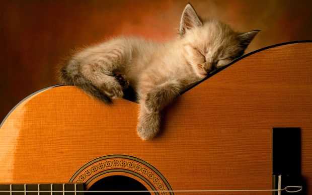 Wallpapers kitty sleep on guitar.