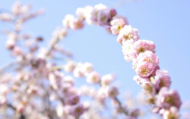 Wallpapers white cherry blossoms hd.
