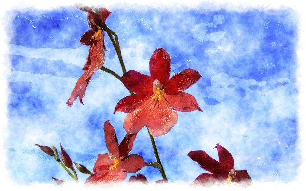 Watercolor painting orchid wallpapers cambria.