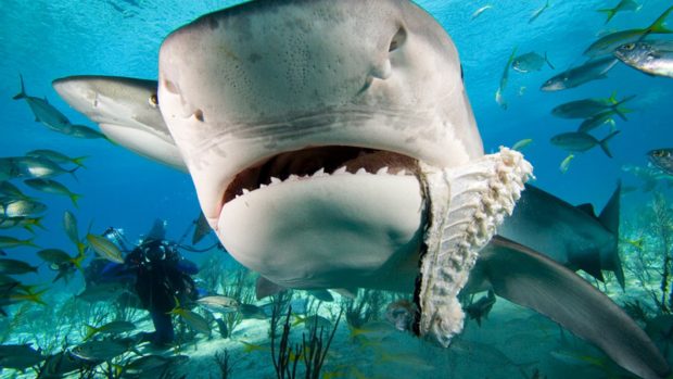 Whale shark eating fish wallpapers.