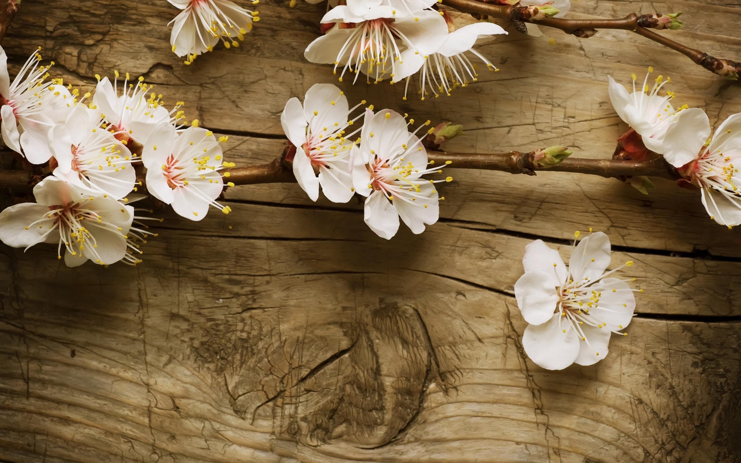 White Cherry Blossom Wallpapers 