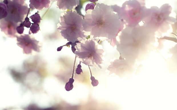 White Cherry Blossom Wallpapers Screen HD Images.