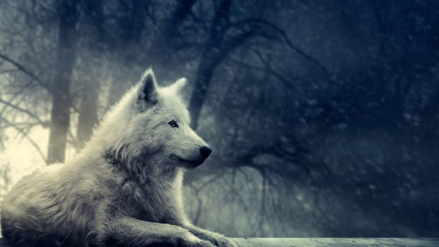 White Wolf Wallpaper.