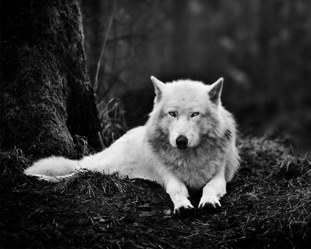 White Wolf Wallpaper in 1280x1024.