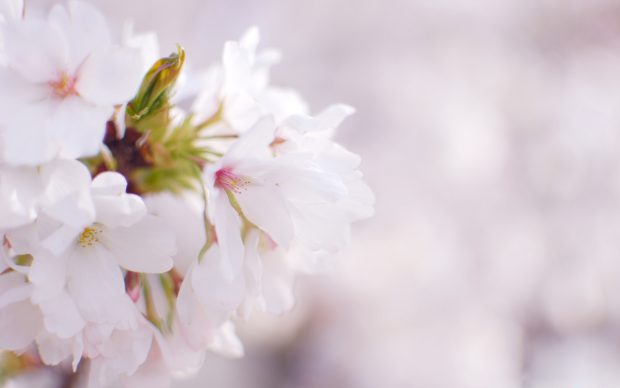 White cherry blossom high wallpaper desktop.