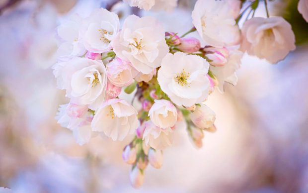 White cherry blossom wallpapers images download.