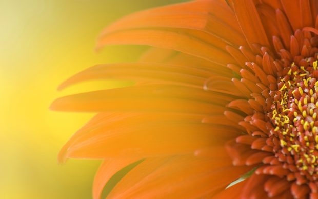 Widescreen sunflower wide wallpapers.