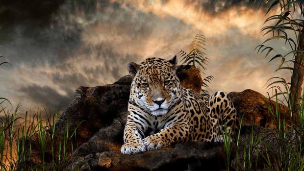 Wild Leopard Wallpaper Full HD 1080P.