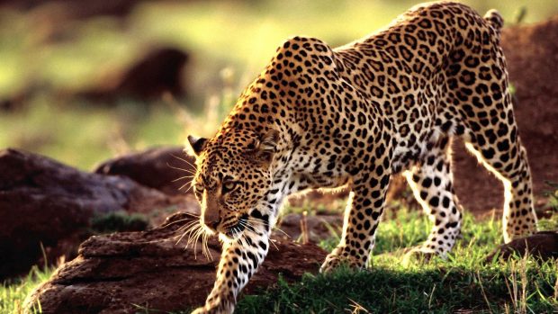 Wild animal leopard wallpaper hd.