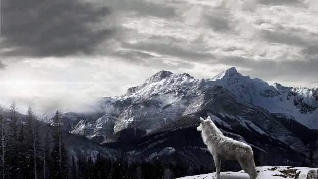 Wolf Backgrounds.