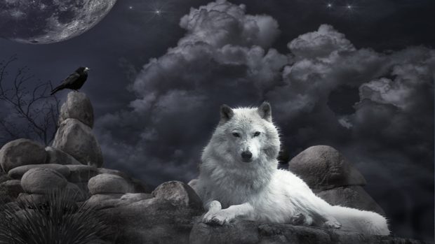 Wolf Wallpaper.