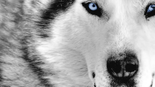 Wolf Wallpapers Free Download.
