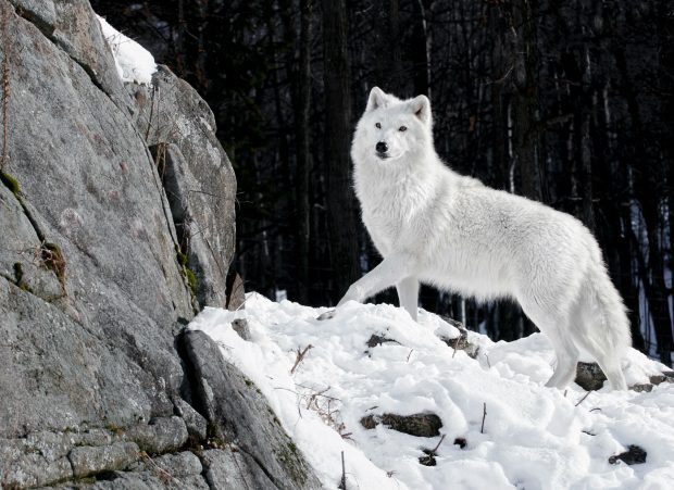 Wolves White Animals Wallpaper.