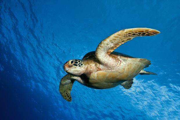 Wonderful Sea Turtle Wallpaper HD.