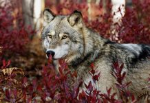 Wonderful Wolf Wallpaper.