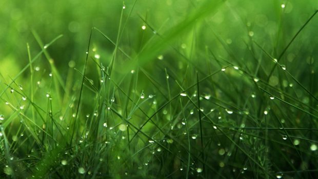 Amazing Grass Wallpaper.