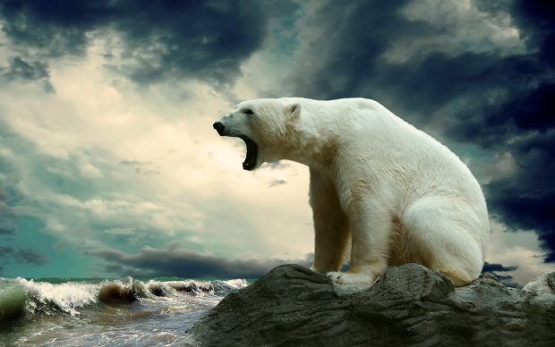 Amazing Polar Bear Wallpaper PC.