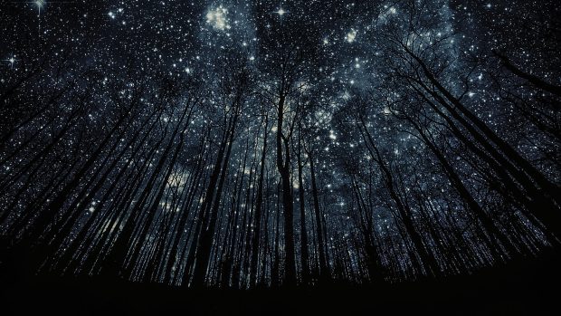 Tree Silhouette Against Starry Night Sky