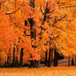 Amazing fall widescreen beautiful desktop backgrounds download.