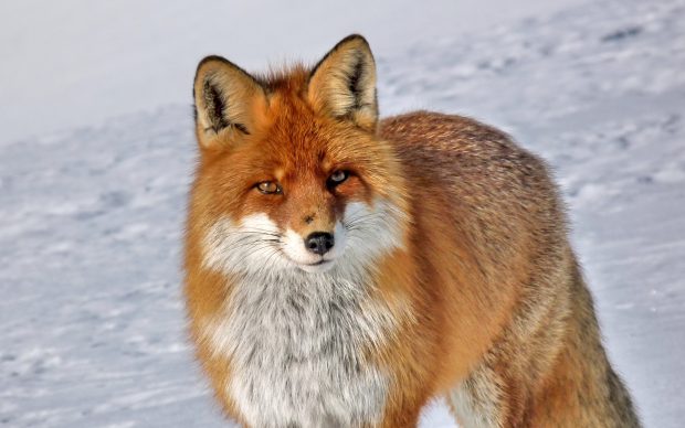 Animal Free Fox Backgrounds.
