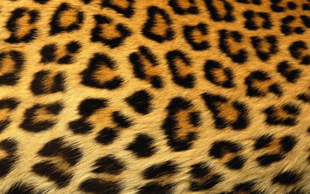 Animal Print Wallpaper HD Free Download.