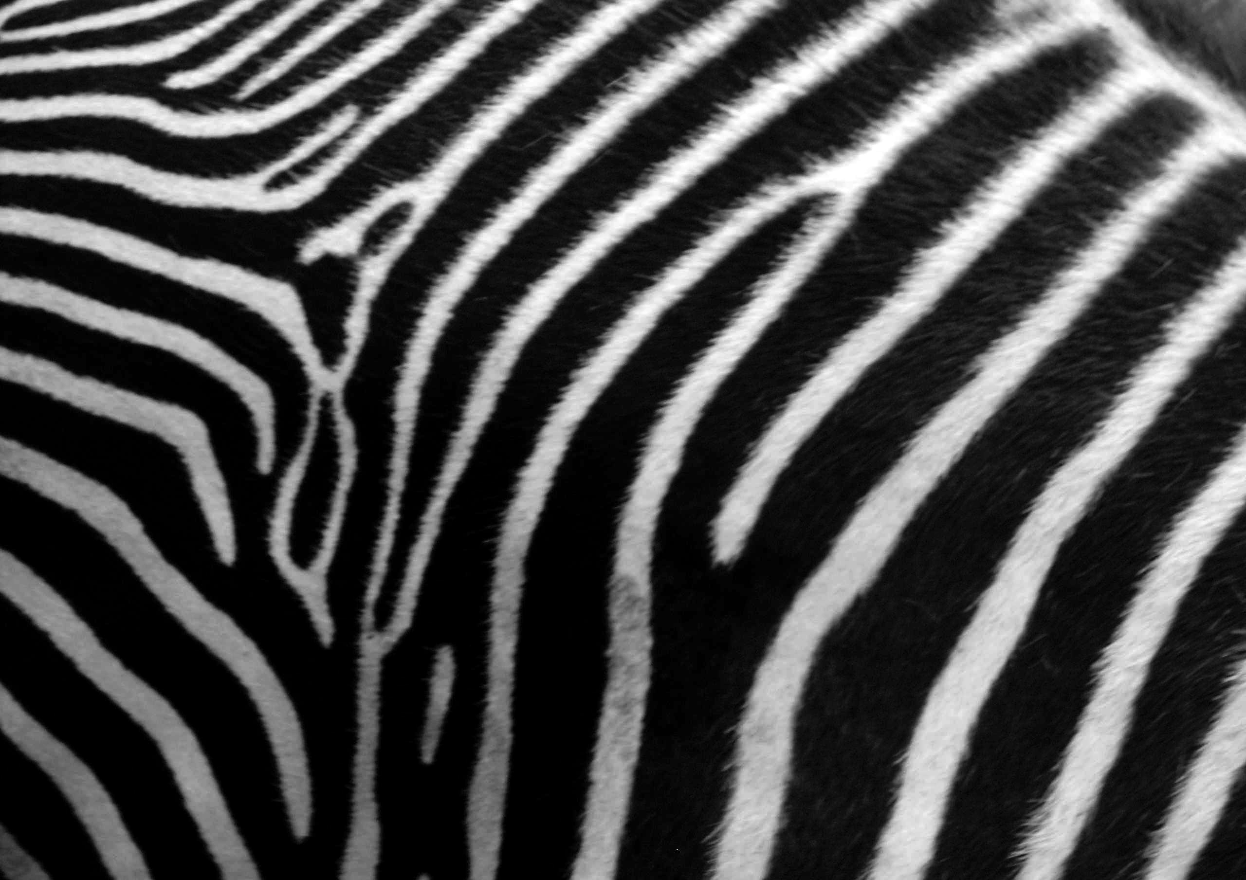 Animal print zebra skin phone.