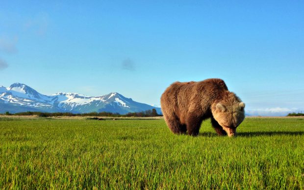 Animals Bear Wallpapers HD.