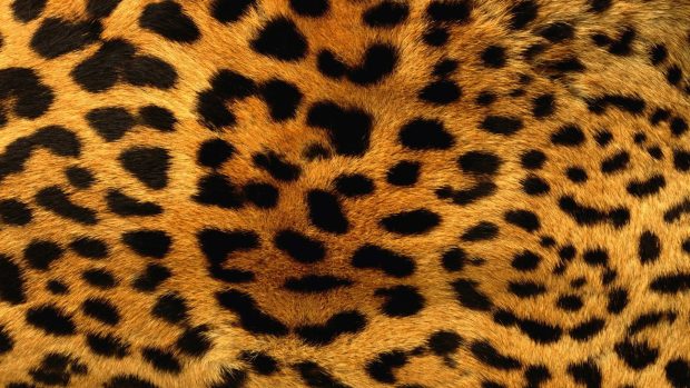 Animals fur leopard print patterns 1920x1080 wallpaper.