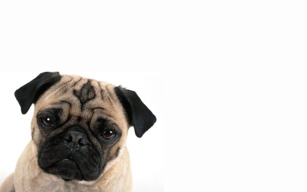 AnimalsPug Wallpapers 1920x1200.