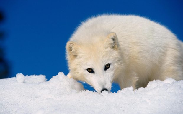 Arctic Fox