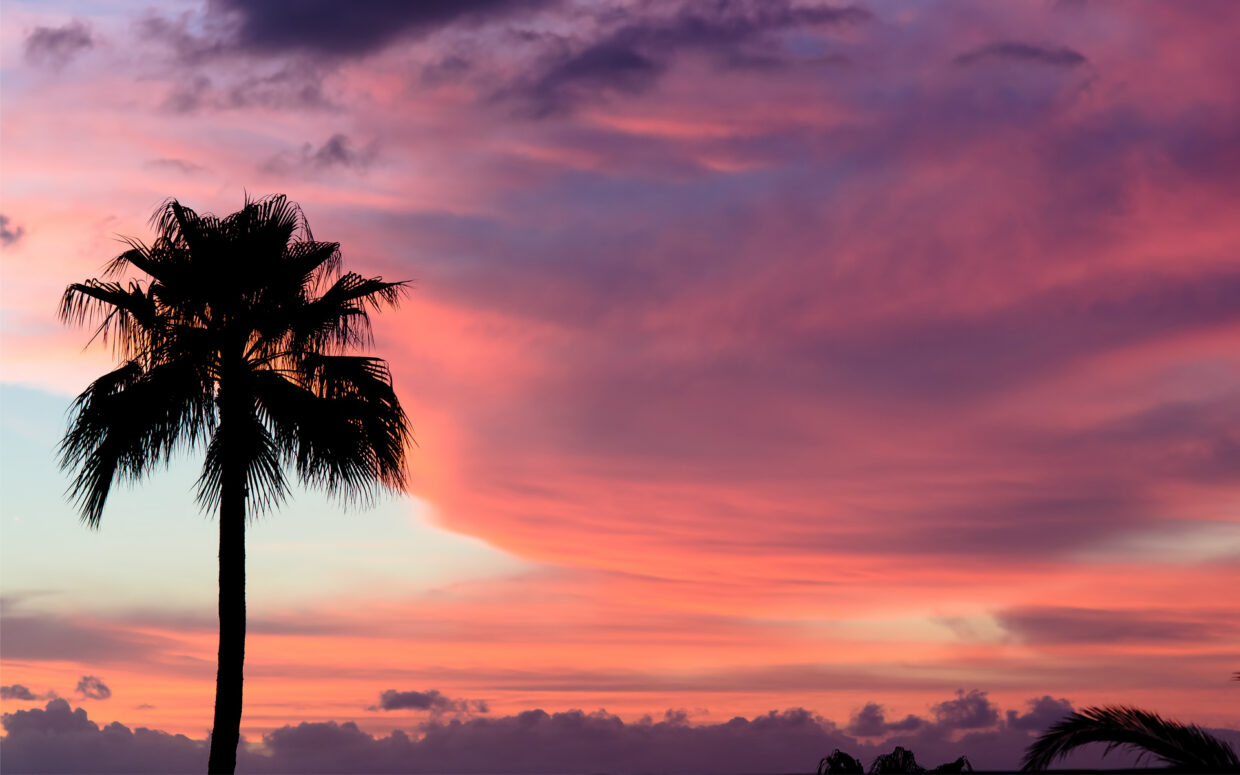 Desktop Palm Tree HD Wallpapers - PixelsTalk