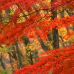 Autumn leaves iamges.