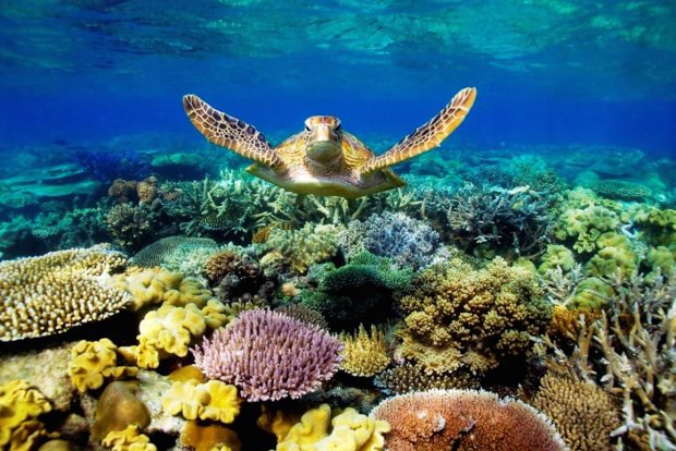 Awesome Great Barrier Reef Wallpaper HD.