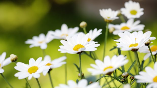 Awesome daisies wallpaper.
