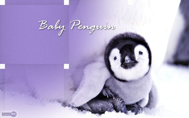 Baby Penguin Photo.