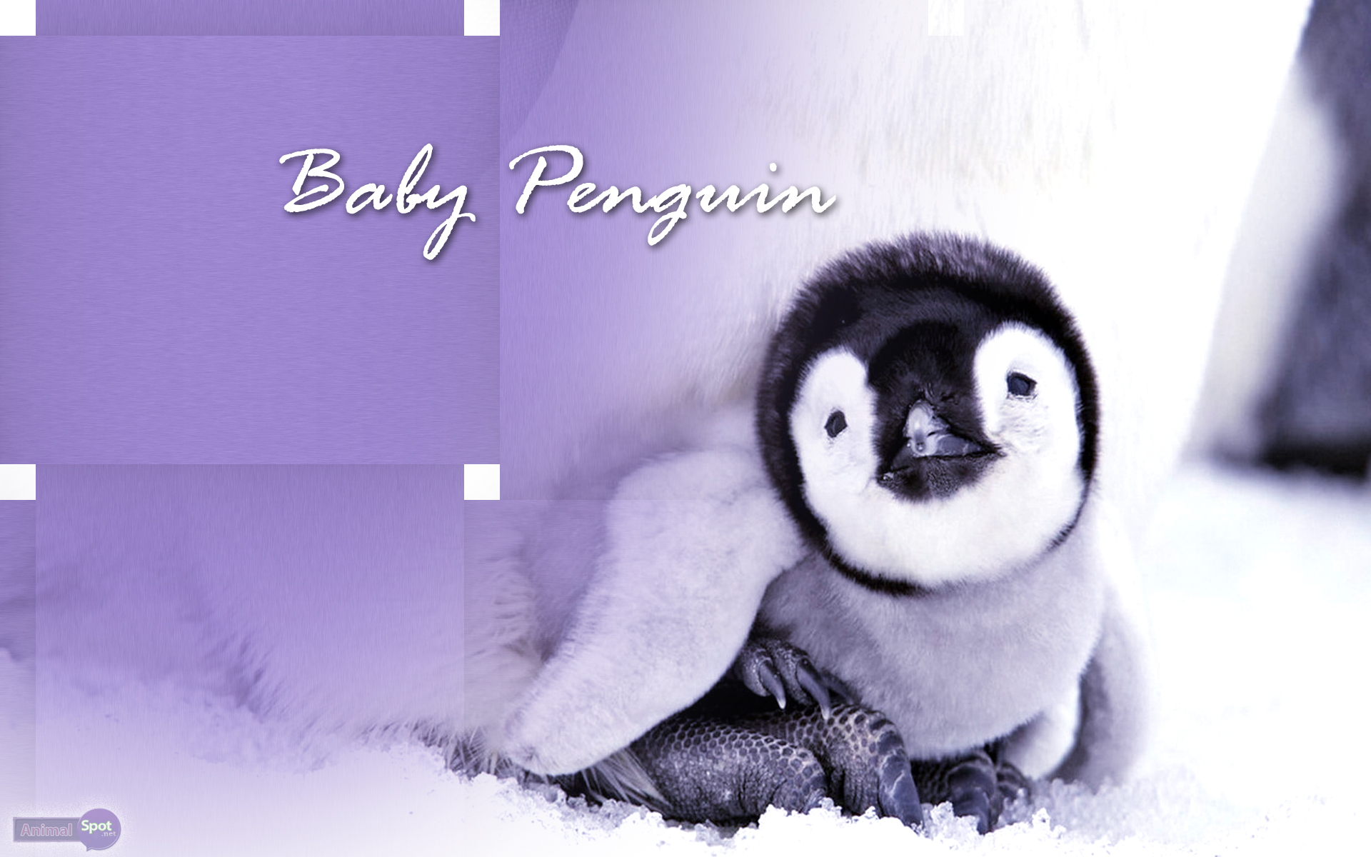 Penguins Wallpaper HD New Tab Theme  Get this Extension for Firefox enUS