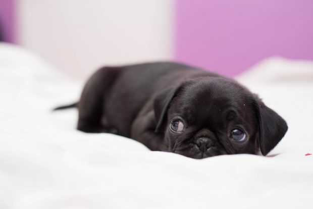 Baby black Pugs wallpaper hd.