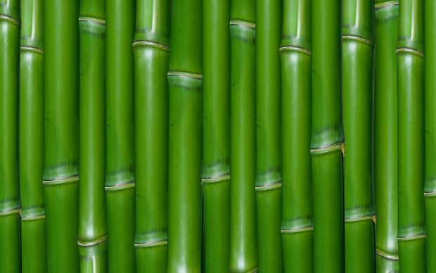 Bamboo Backgrounds For Desktop.