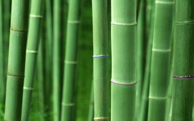Bamboo Backgrounds Free Download.