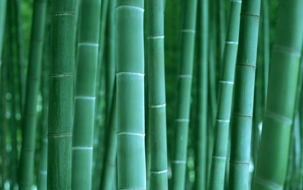 Bamboo desktop wallpaper images hd wallpapers.