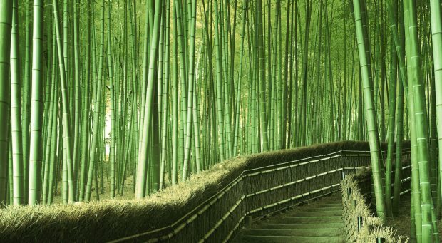 Bamboo forest background hd.