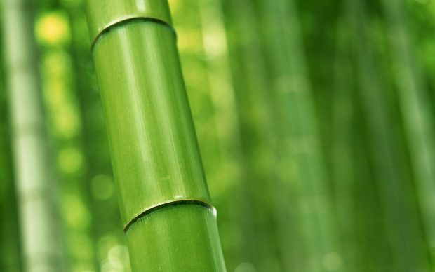 Bamboo wallpapers plants hd.