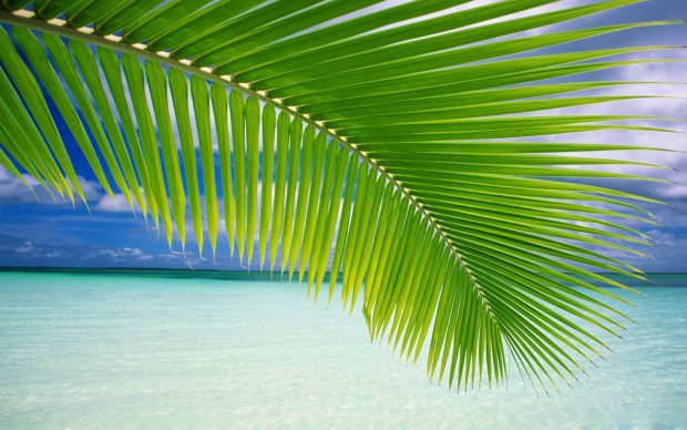 Beach palm leaf wallpaper hd.