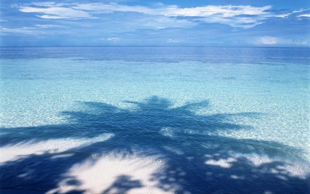 Beach wallpaper desktop background pixel shadow tree sea beaches large.