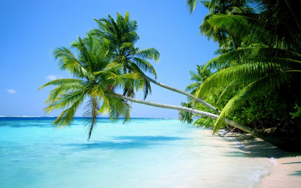 Beaches islands landscapes nature ocean palm Trees tropical.